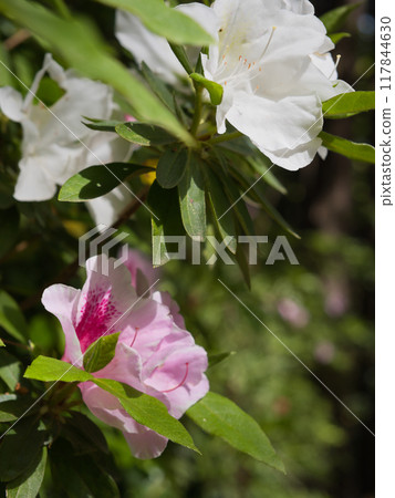 白色和粉紅色的杜鵑花花 白色和粉紅色的杜鵑花花 117844630