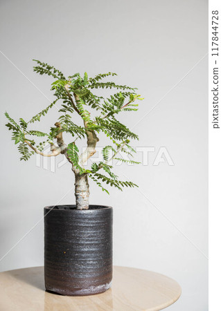 Summer tuberous plant Boswellia neglecta Summer tuberous plant Boswellia neglecta 117844728