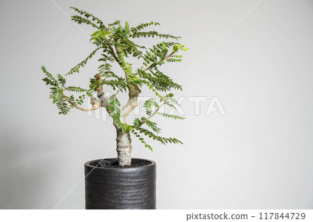 Summer tuberous plant Boswellia neglecta Summer tuberous plant Boswellia neglecta 117844729