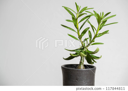 Summer tuberous plant Pachypodium succulentum 117844811