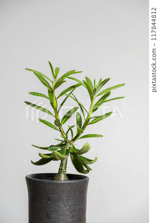 Summer tuberous plant Pachypodium succulentum Summer tuberous plant Pachypodium succulentum 117844812