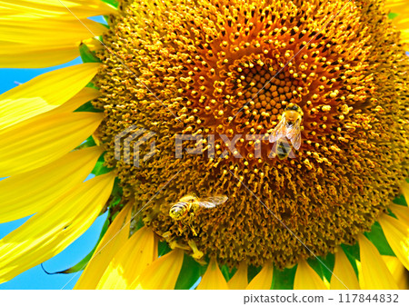 Honeybees playing on a large sunflower Honeybees playing on a large sunflower 117844832