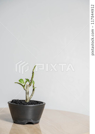 夏日塊莖植物夾竹桃 夏日塊莖植物夾竹桃 117844912