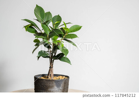 夏季觀賞植物榕枝 117845212