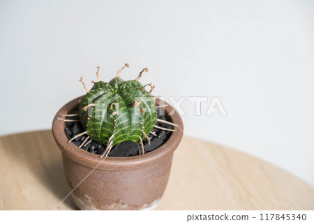 Summer tuberous plant Euphorbia valida Summer tuberous plant Euphorbia valida 117845340