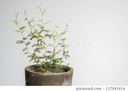 夏季觀葉植物槐 夏季觀葉植物槐 117845414