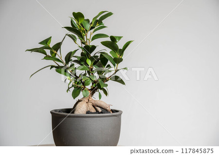 夏季觀賞植物榕樹 117845875