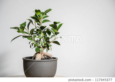 Summer ornamental plant: Gajumaru 117845877