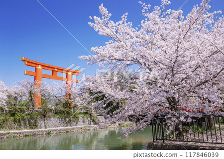 京都著名賞櫻勝地平安神宮的大鳥居和一排櫻花樹風景，京都旅遊景點岡崎運河的一排櫻花樹 117846039