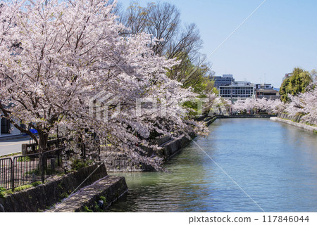 岡崎運河和一排櫻花樹的風景，京都著名的櫻花勝地，京都的旅遊景點 117846044