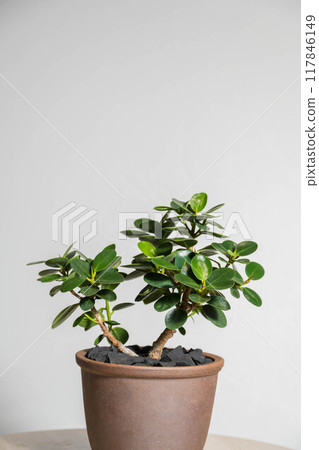 Summer houseplant: Panda banyan Summer houseplant: Panda banyan 117846149