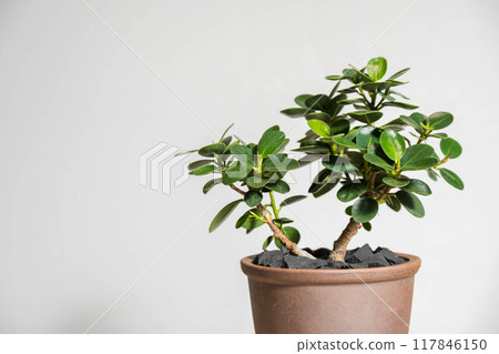 Summer houseplant: Panda banyan Summer houseplant: Panda banyan 117846150