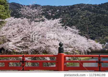 Scenery of the Okazaki Canal and rows of cherry blossom trees. Kyoto's famous cherry blossom spots. Kyoto tourist attractions. Scenery of the Okazaki Canal and rows of cherry blossom trees. Kyoto's famous cherry blossom spots. Kyoto tourist attractions. 117846199