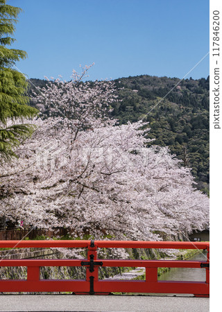 Scenery of the Okazaki Canal and rows of cherry blossom trees. Kyoto's famous cherry blossom spots. Kyoto tourist attractions. Scenery of the Okazaki Canal and rows of cherry blossom trees. Kyoto's famous cherry blossom spots. Kyoto tourist attractions. 117846200