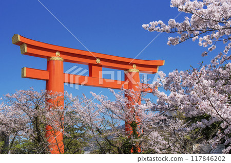 Scenery of the large torii gate and rows of cherry blossom trees at Heian Shrine. Famous cherry blossom spots in Kyoto. Rows of cherry blossom trees at Okazaki Canal. Kyoto tourist attractions. Scenery of the large torii gate and rows of cherry blossom trees at Heian Shrine. Famous cherry blossom spots in Kyoto. Rows of cherry blossom trees at Okazaki Canal. Kyoto tourist attractions. 117846202