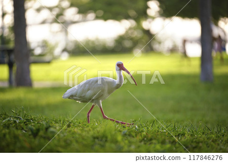 White ibis wild bird, also known as great egret or heron walking on grass in town park in summer 117846276
