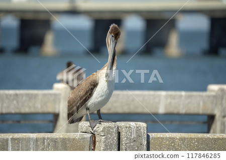 Wild pelican water bird perching on harbor railing in Florida. Wildlife in Southern USA 117846285