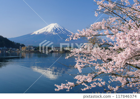 Cherry blossoms at Lake Kawaguchi and Mt. Fuji, seen from Ubuyagasaki, Yamanashi Prefecture Cherry blossoms at Lake Kawaguchi and Mt. Fuji, seen from Ubuyagasaki, Yamanashi Prefecture 117846374