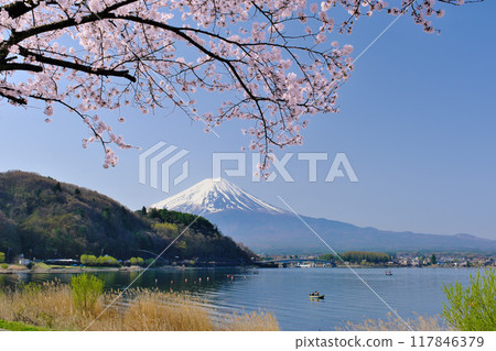 Mount Fuji and cherry blossoms along Lake Kawaguchi, Yamanashi Prefecture 117846379
