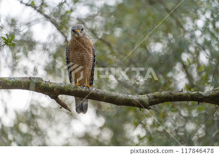 The red-shouldered hawk bird perching on a tree branch looking for prey to hunt in summer forest 117846478