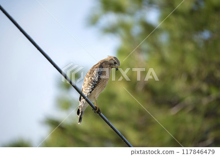 The red-shouldered hawk bird perching on electric cable looking for prey to hunt 117846479