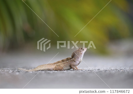 Macro closeup of blown alone lizard warming on summer sun. Anolis sagrei small reptile in native to Florida USA Macro closeup of blown alone lizard warming on summer sun. Anolis sagrei small reptile in native to Florida USA 117846672