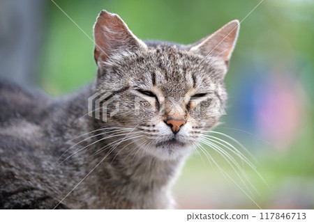 Portrait of gray cat resting on steet outdoors in summer 117846713