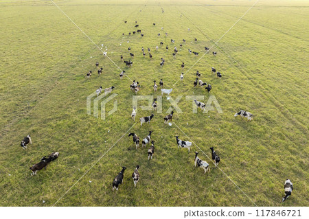 Production of organic dairy products. Milk cows grazing on green farm pasture. Feeding of cattle on farmland grassland Production of organic dairy products. Milk cows grazing on green farm pasture. Feeding of cattle on farmland grassland 117846721