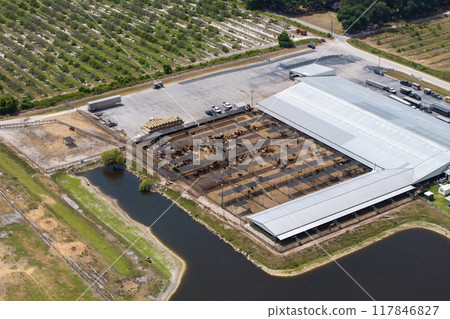 Cow feed lot with meat cows. Cattle stockyard on farm in USA 117846827