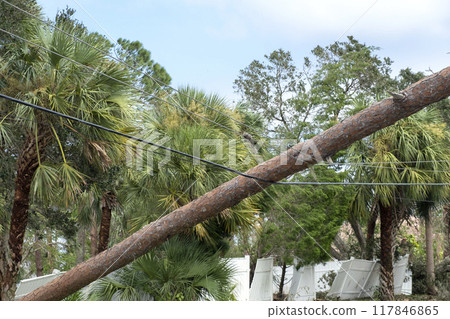 Electricity outage as consequences of natural disaster. Damaged power lines after hurricane wind broke tree limbs in Florida suburban area Electricity outage as consequences of natural disaster. Damaged power lines after hurricane wind broke tree limbs in Florida suburban area 117846865