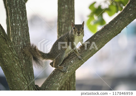 Beautiful wild gray squirrel climbing tree trunk in summer town park Beautiful wild gray squirrel climbing tree trunk in summer town park 117846959