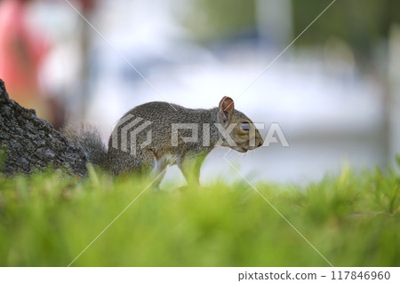 Beautiful wild gray squirrel in summer town park Beautiful wild gray squirrel in summer town park 117846960