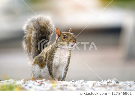 Beautiful wild gray squirrel in summer town park Beautiful wild gray squirrel in summer town park 117846961
