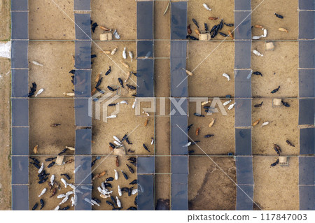 Cattle stockyard with meat cows. Feeding of livestock on farm feedlot in Florida rural area 117847003