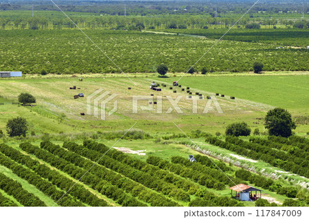Citrus grove farmlands with rows of orange trees growing in rural Florida on a sunny day 117847009