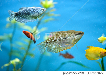 Colorful exotic fish swimming in deep blue water aquarium with green tropical plants Colorful exotic fish swimming in deep blue water aquarium with green tropical plants 117847027