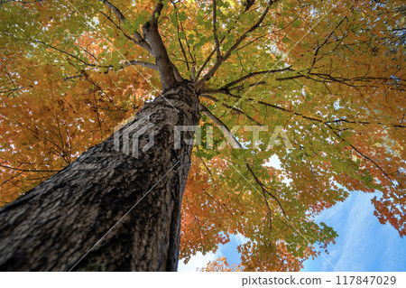 Colorful fall foliage in autumnal park. Yellow forest leaves landscape Colorful fall foliage in autumnal park. Yellow forest leaves landscape 117847029
