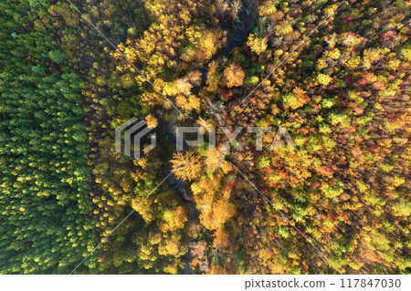 Colorful lush forest in autumn season. Tree canopies in fall woods. Landscape of autumnal wild nature 117847030