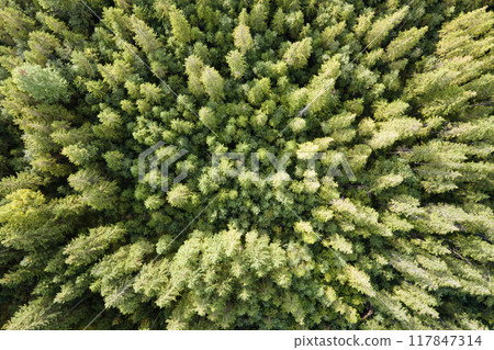 Aerial view of green pine forest with dark spruce trees. Nothern woodland scenery from above 117847314