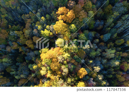 Aerial view of lush forest with colorful canopies in autumn woods on sunny day. Landscape of autumnal wild nature 117847336