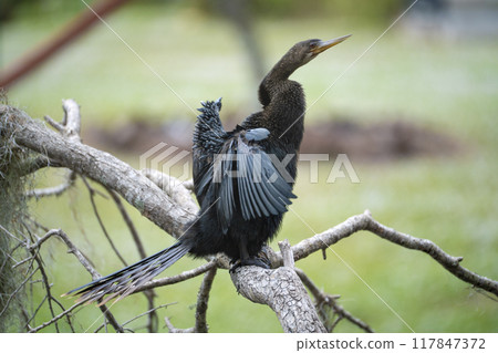 A big anhinga bird resting on tree branch in Florida wetlands 117847372