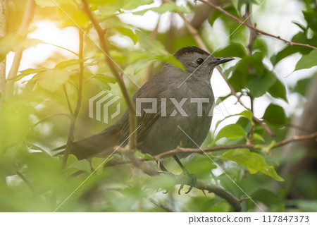 A Gray Catbird bird perched on a tree branch in summer Florida shrubs 117847373