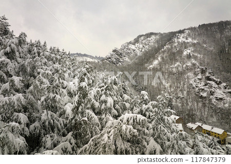 Aerial foggy landscape with evergreen pine trees covered with fresh fallen snow during heavy snowfall in winter mountain forest on cold quiet day 117847379