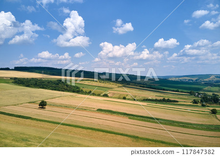 Aerial landscape view of green and yellow cultivated agricultural fields with growing crops on bright summer day 117847382