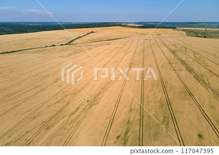 Aerial landscape view of yellow cultivated agricultural field with ripe wheat on bright summer day Aerial landscape view of yellow cultivated agricultural field with ripe wheat on bright summer day 117847395