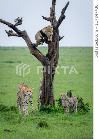 Cheetah cub in tree watches family below 117847436