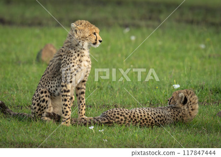 Cheetah cub lies by another sitting down Cheetah cub lies by another sitting down 117847444