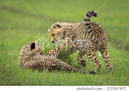 Cheetah cub lies pawing another by bush 117847457