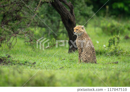 Cheetah cub sits near tree turning head 117847510