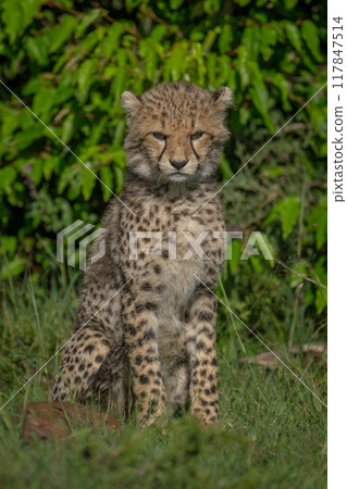 Cheetah cub sits on grass near bushes Cheetah cub sits on grass near bushes 117847514